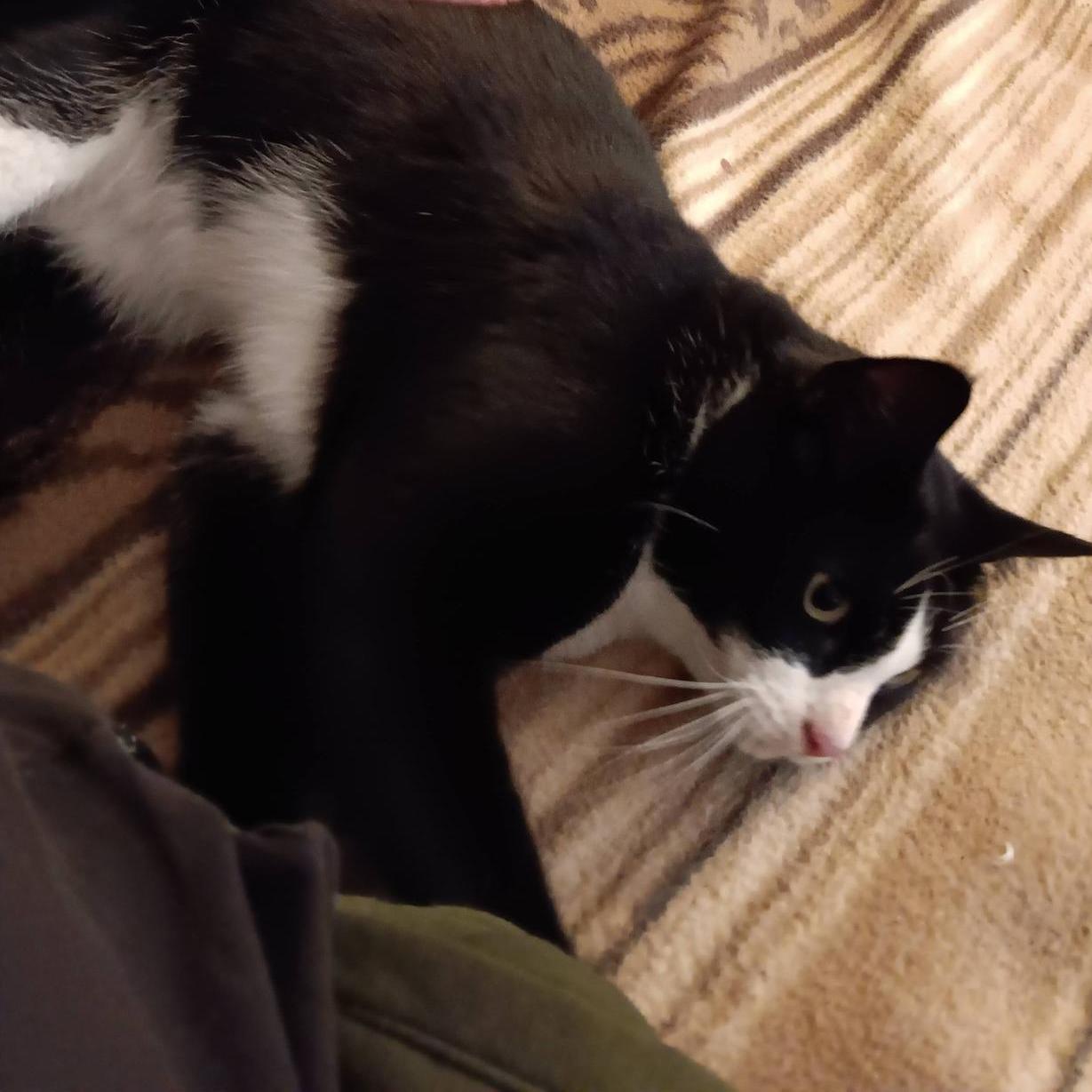 Katzenfreunde