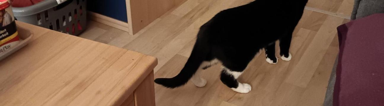 Katzenfreunde